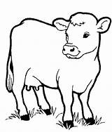Coloring Cow Pages Face Printable Getcolorings Print sketch template