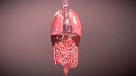 human internal organs  model  unlimd fedb sketchfab