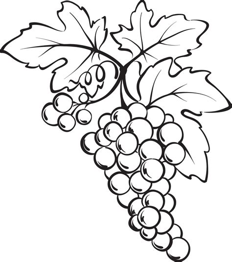 printable bunch  grapes coloring page supplyme