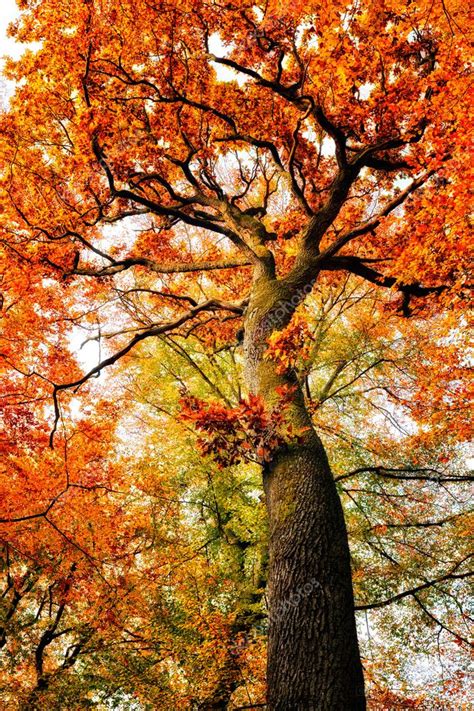 autumn oak tree stock photo  csborisov