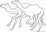 Camel Coloring Racing Pages Coloringpages101 sketch template