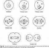 Mitosis Meiosis Phases Activity Alifiah Workshee sketch template