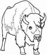 Bison Coloring Size Print sketch template