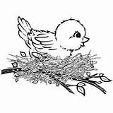 Nido Birdie Pajaros Nests sketch template