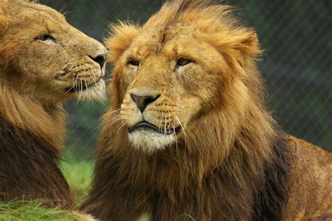 顔の大きいライオン By Scash （id：34800） 写真共有サイト Photohito