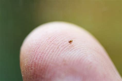 teeny tiny ticks     lyme disease