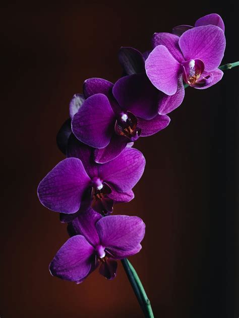 orchid pictures   images stock   unsplash