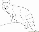 Fox Coloring Pages Coloringpages101 Color sketch template
