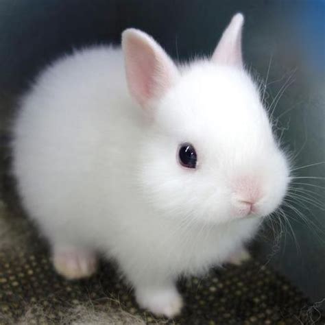 images  le cute bunnies  pinterest  bunny animals