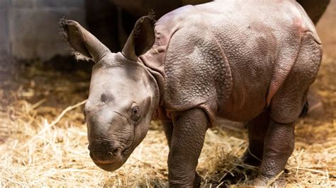 baby rhino   buffalo zoo  hes absolutely adorable