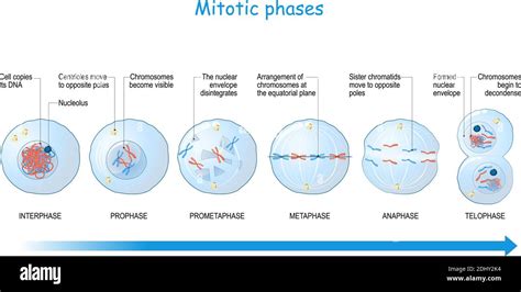 prometaphase meiosis