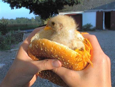 20 Photos Of Funny Chickens