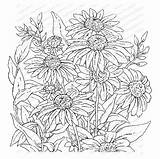 Garden Impression Cling Obsession Mounted Coneflower Stamp Rubber Card Cover sketch template