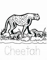 Cheetah Zoo sketch template