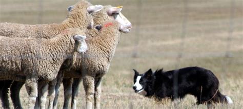 la conduite de troupeau sport canin canibest