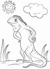 Iguanas Iguane Cartonionline sketch template