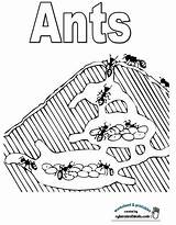 Ant Coloring Pages Kids Ants Science Activities Worksheets Kindergarten Worksheet Preschool Bugs Fun Montessori Choose Board sketch template
