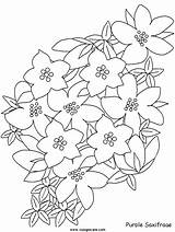 Colorare Disegni Coloring Saxifrage Bambini Blumen Coloratutto Mazzo Nature Fiore Adulti Frutas Ragazzi Disegnidacolorareperadulti Malva Kategorien sketch template