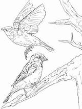 Burgess Sparrow sketch template