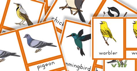 printable common birds trillium montessori