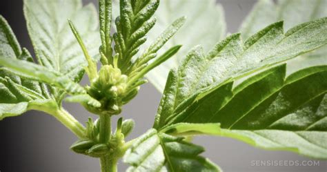 male cannabis plants      males sensi seeds