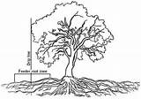 Mangrove Roots Coloring sketch template