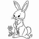 Coloring Rabbit Pages Rabit Carrot Bunny Cute Printable Drawing Adults Baby Color Top Funny Toddler Rabbits Print Designlooter Drawings Getdrawings sketch template