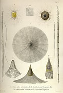 Afbeeldingsresultaten voor "litharachnium Tentorium". Grootte: 125 x 185. Bron: fineartamerica.com