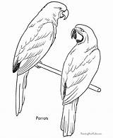 Coloring Pages Bird Kids Parrot Printable Sheet Birds Galah Animal Parrots Drawing Print Printables Budgie Simple Drawings Realistic Pet Gif sketch template