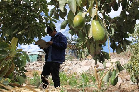 aplicaciones inteligencia artificial  otras innovaciones en el cultivo de la palta hass