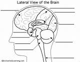 Brain Anatomy Retrieval Printout Techniques Anatomie Gehirns Enchantedlearning Sept Thursday Labeled Sketch sketch template