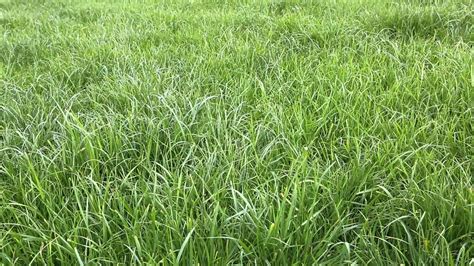 grass  grass  hay  cattle