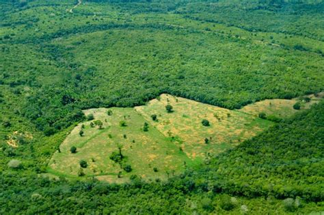 europa  veel meer doen voor het amazonewoud mo