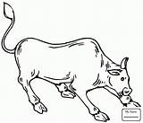 Coloring Cow Pages Bull Kids Bucking Cows Highland Drawing Printable Color Getdrawings Cliparts Template sketch template