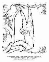 Gibbon sketch template