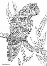 Papagei Mandalas Erwachsene Selvagens Parrot Zentangle Favoreads Ausmalen Pdf Pintar Für Leerlo Loros Vögel Vogel Zapisano Ln Ours Kolorowanki sketch template