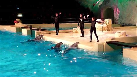 hd dolfijnen show  het dolfinarium youtube