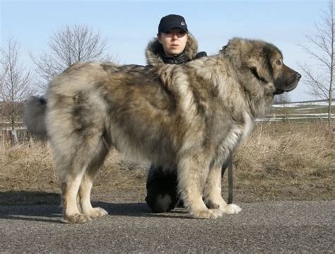 caucasian mountain dog ontario caucasian mountain dog giant dog