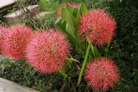 blood lily care growing guide