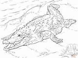 Crocodile Neocoloring sketch template