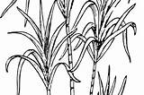 Sugarcane Paintingvalley Clever Cane Fiji sketch template