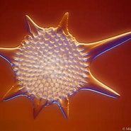 Afbeeldingsresultaten voor "hexalaspis Heliodiscus". Grootte: 185 x 185. Bron: www.pinterest.com.au