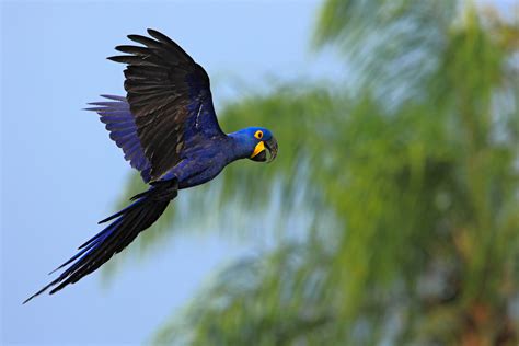 blue macaw extinct   earthcom earthpedia