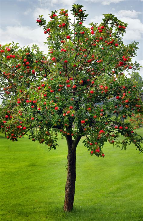 history   apple tree