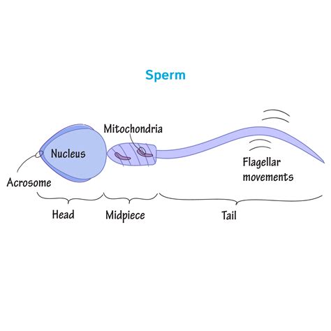 Sperm Anatomy Anatomy Drawing Diagram