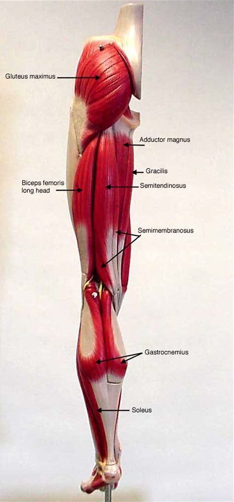 rezultat imagine pentru leg muscle model labeled muscle