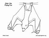 Fox Coloring Flying Pages Template Winged Sketch Exploringnature sketch template