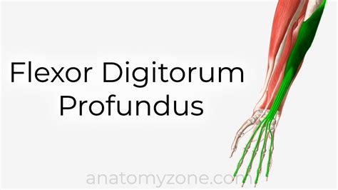 flexor digitorum profundus origin insertion action  model