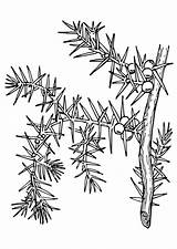 Malvorlage Pianta Colorare Pflanze Disegno Coloriage Plante Ausmalbild Herunterladen Abbildung Schulbilder sketch template