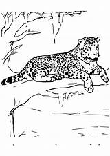 Jaguar Coloring Pages Books sketch template